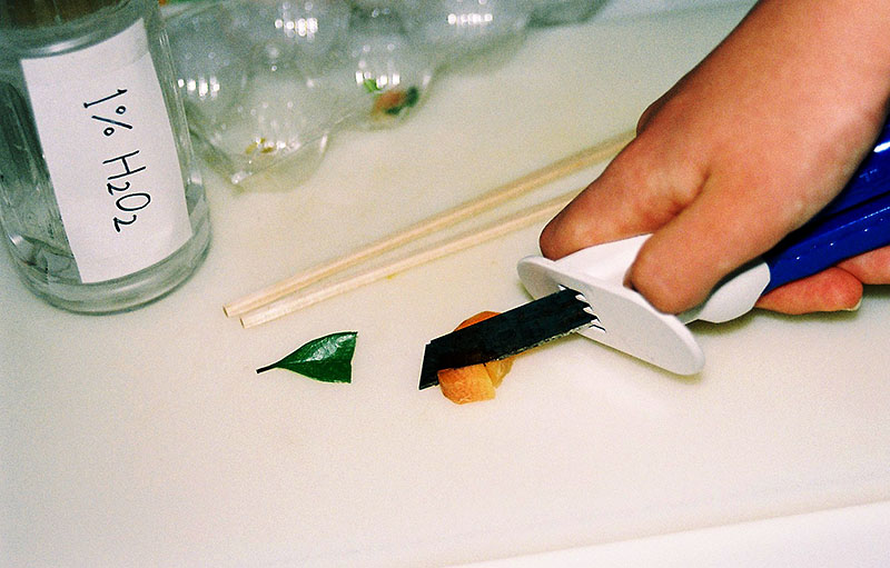 実験方法1: 野菜をカッターでまな板の上で切る。大きさは小豆（あずき）の2，3粒程度でよい。その小片を割りばしで卵ケースのくぼみにうつす。
