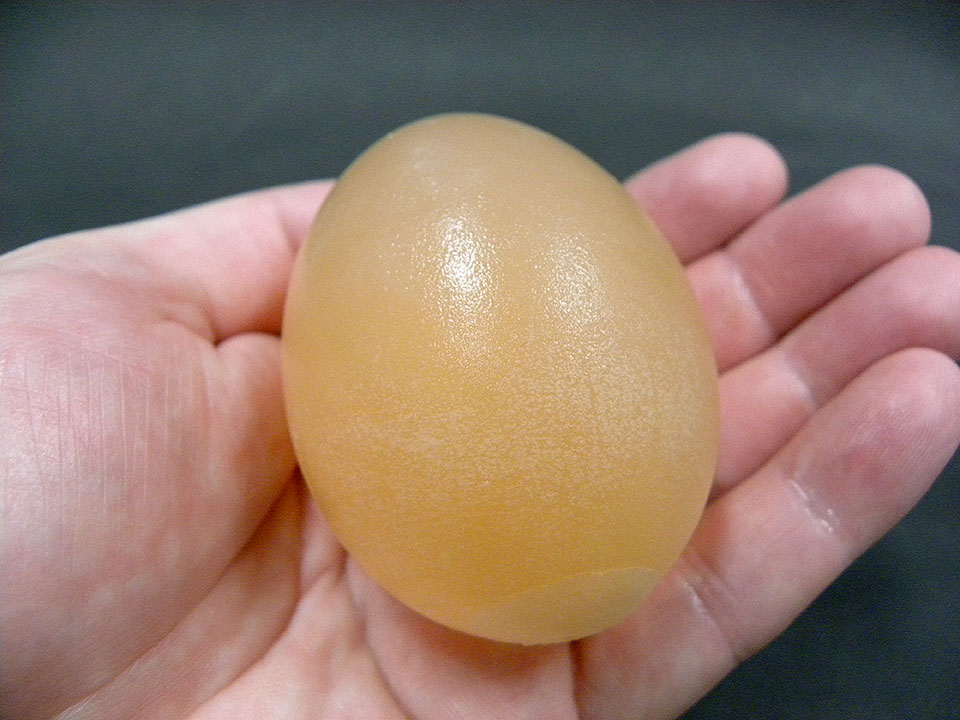 卵の殻がとけて，薄膜のブヨブヨ卵になる