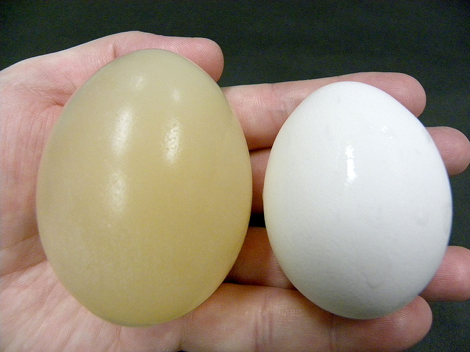 左が大きくなった卵，右が元のサイズの卵