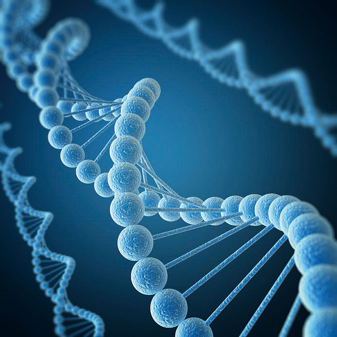 DNA分子のモデル図