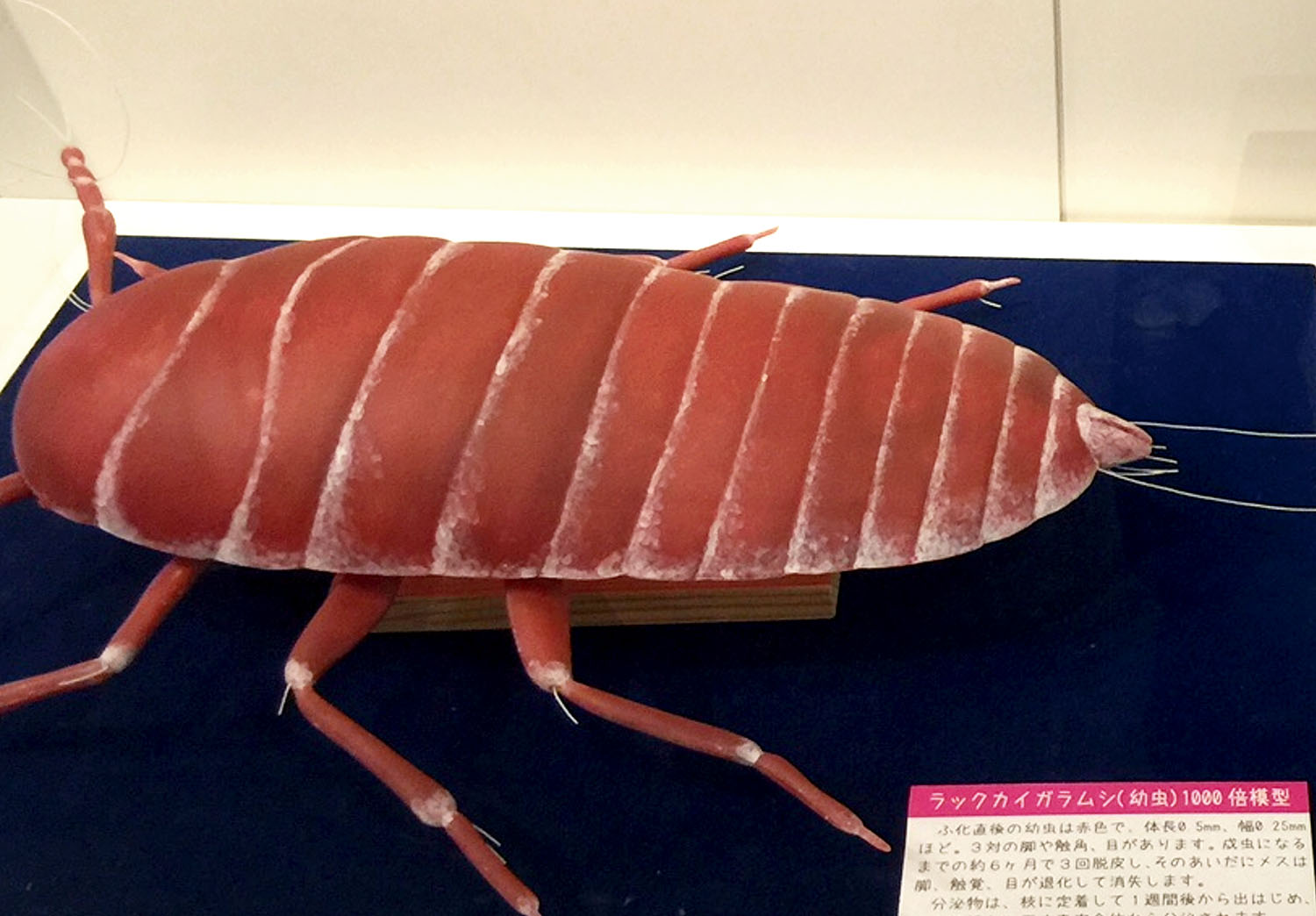 写真3　幼虫の1000倍模型（大阪市立科学館）