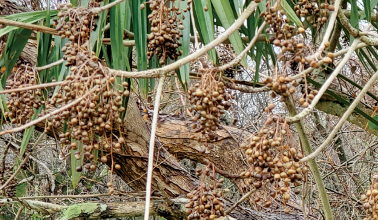 写真2　ハゼノキの実