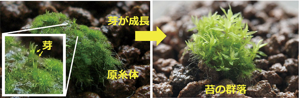 写真1　ヒョウタンゴケ（株式会社ジャパンモスファクトリー）