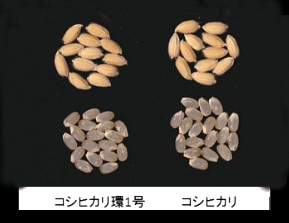 写真6　カドミウムの吸収量が少ないコシヒカリ<ruby>環<rt>かん</rt></ruby>1号とコシヒカリの<ruby>外観<rt>がいかん</rt></ruby>に違いはない。（農研機構）