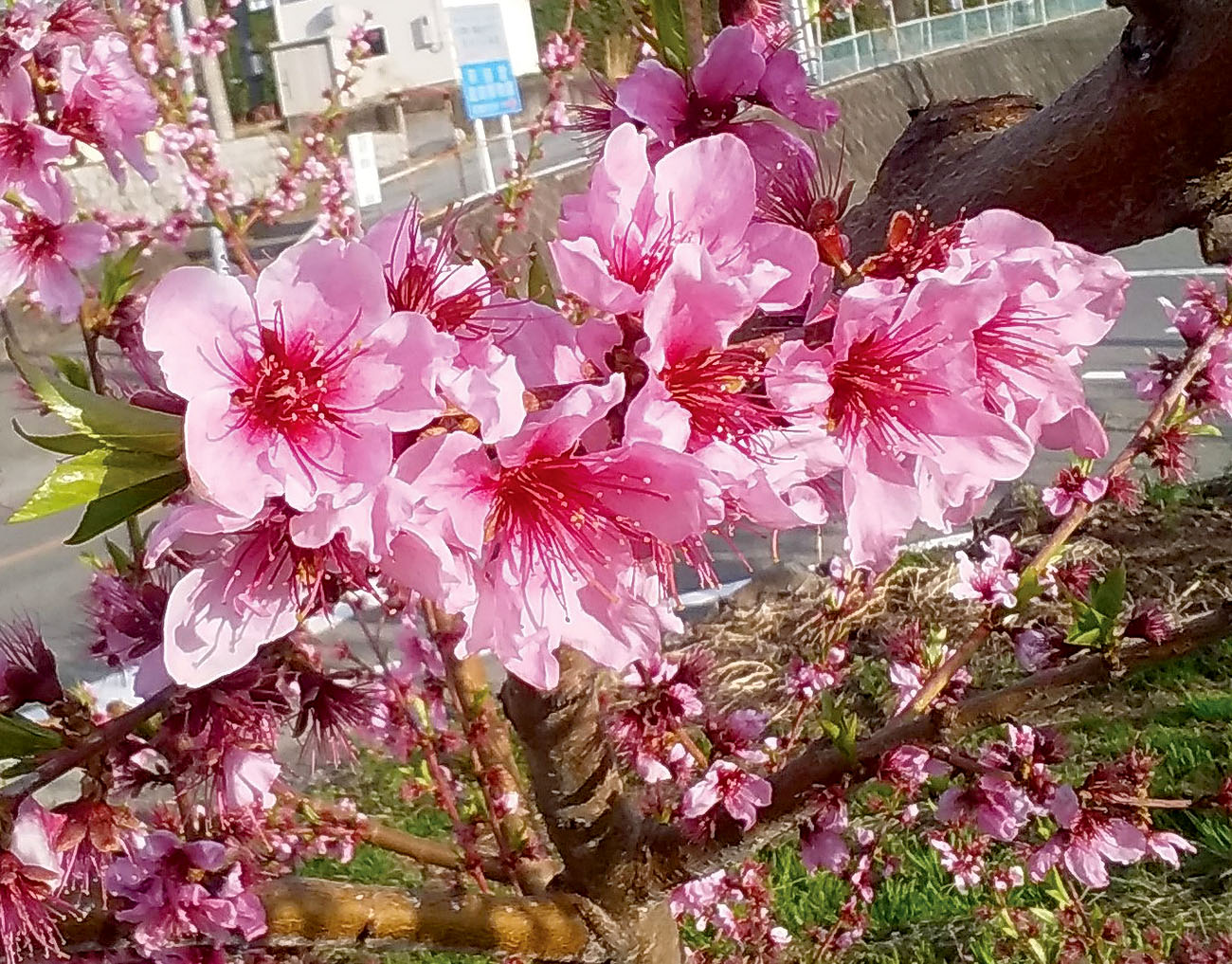 写真1