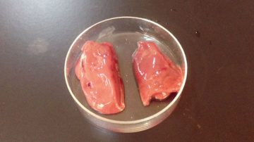 家庭でトライ!!　酵素のはたらきを調べてみよう！